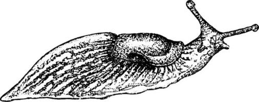 Slug, vintage illustration. vector