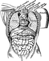 Organs of the Body Cavity, vintage illustration vector