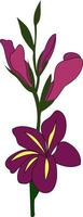 Purple gladiolus, illustration, vector on white background.