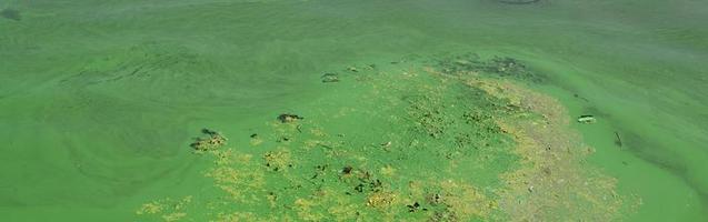 The surface of an old swamp covered with duckweed and lily leaves photo