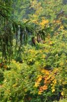 Branch of European spruce with a pair of cones against the background of a misty coniferous forest photo