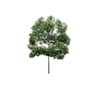 isometrischer baum 3d rendern png