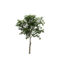 renderização 3d de árvore isométrica png