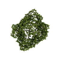 Isometric Tree 3D render png