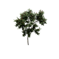 isometrico albero 3d rendere png