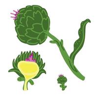 Artichoke. Whole artichoke, half and icon. Good for posters, package, t-shirts, postcards, shopping bags. Vector hand draw cartoon illustration.