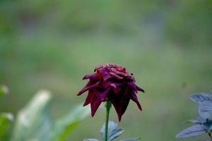 foto de rosas rojas negruzcas en el jardín