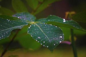 photo of green dewy cassava leaves in the morning