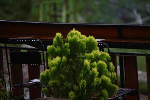 photo of green plants in the city park in the morning