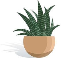 Ilustración de vector de haworthia de planta de interior en maceta. cebra suculenta en estilo plano moderno. aislado sobre fondo blanco