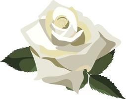 Single lush white rose with green leaves, isolated on white background vector