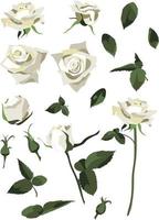 Set of floral design elements, white roses and buds, leaves and stems. Isolated on white background vector