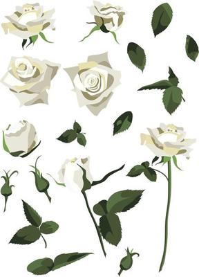 Set of floral design elements, white roses and buds, leaves and stems. Isolated on white background