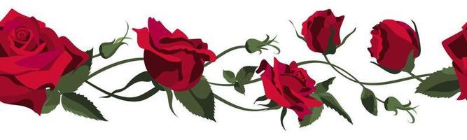 fondo floral vectorial con rosas rojas, brotes y hojas. diseño de borde aislado sobre fondo blanco vector