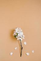 A twig of an apple tree with white flowers on a beige background. Spring and greeting card concept. Flat lay, top view, copy space photo