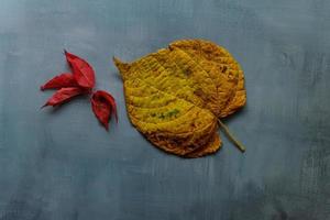 Yellow and red leaves on rustic background photo