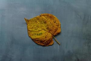 Yellow leaf on grey rustic background photo