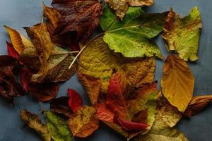 Leaves spread out on grey rustic background photo