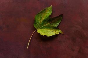 Green leaf on burgundy rustic background photo