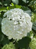 White hydrangea - Snowball tree. Hydrangea flowers are very unique. This flower can change color, ranging from white, red, to purple. photo