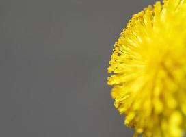 Yellow dandelion close-up on gray background, pistils and pollen, floral background copy space, macro photography, selective focus photo