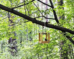 pájaro pinzón sentado en un alimentador de madera colgando de un árbol en un bosque verde caducifolio en verano foto
