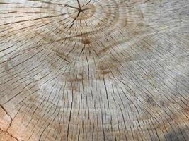 cross section of tree trunk background photo