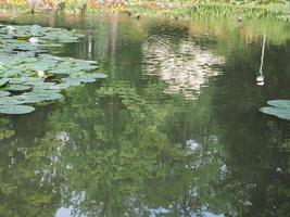 water lily plant scient. name Nymphaea in a pond photo