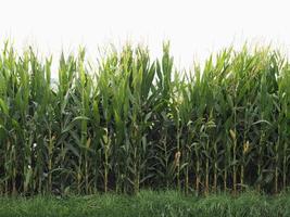 maize plants field background photo