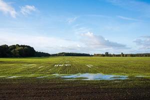 campo con plantas germinadas parcialmente inundado con agua después de la lluvia, contra un cielo azul. hermoso paisaje agrícola. foto