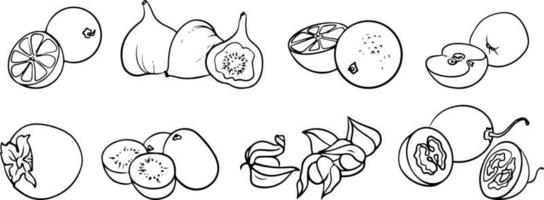 boceto de conjunto de frutas. dibujo vectorial en blanco y negro. para colorear y diseñar libros. vector