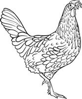 Cock, Chicken. Black and white vector drawing. For coloring and design books.