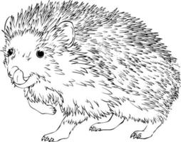 Hedgehog sketch. Black and white vector drawing. For colouring books and for design.