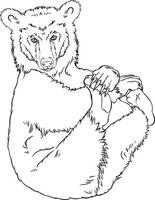Brown bear Sketch. Black and white vector drawing. For colouring books and for design.