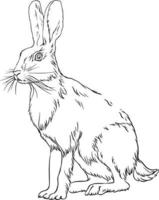 Hare sketch. Black and white vector drawing. For colouring books and for design.