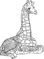 Giraffe sketch. Black and white vector drawing. For coloring and design books.