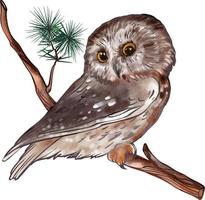 Owl on a branch watercolor vector drawing. Made by hand. For illustrations and encyclopedias.