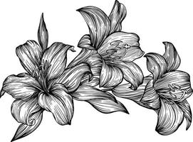 Lily bouquet. Black and white vector drawing. For coloring and design books.