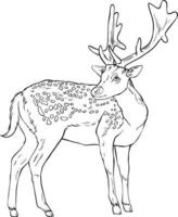 Deer with antlers. Black and white vector drawing. For coloring books and for design.