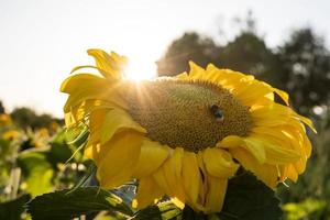 Beautiful blooming helianthus on which a bumblebee collects nectar, against the backdrop of a bright sun. Yellow sunflower flowers. photo