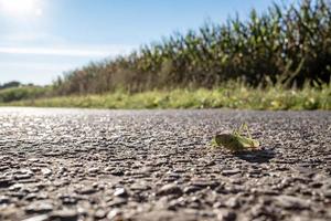 Grasshopper on the road, on a blurred background of a corn field, on a sunny day. Concept of harming agriculture with locusts.