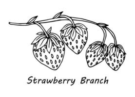 Outlined wild strawberry branch. Vintage botanical drawing of forest plant with growing berries and flowers. Sketch in retro style. Hand-drawn vector illustration isolated on white