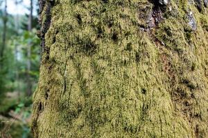 musgo en el tronco de un árbol, en el bosque. foto