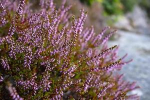 Calluna vulgaris purple. Beautiful blooming common heather, outdoors. photo