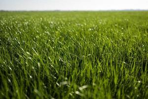 Green grass in the meadow, on a sunny day. photo