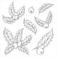 Hand drawn outline mistletoe holly berries and leaves. Merry christmas mistletoe set vector