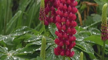 Closeup of fresh vivid green lupine leaves and pink flowers under rain video