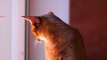 retrato de gato abisinio en una logia en los rayos del sol poniente