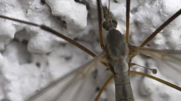 mosca de guindaste tipulidae da família de insetos, ou falcões de mosquito ou pernas longas do papai. fechar inseto, macro video