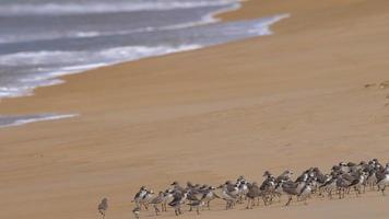 flock av större sand pipare charadrius leschenaultii på mai khao strand, phuket, yhailand video